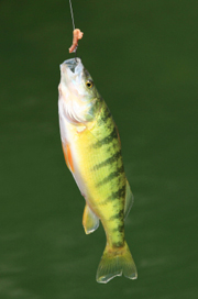 Yellow Perch