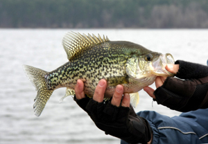 Crappie