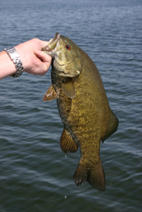 Small Mouth