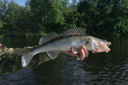 walleye